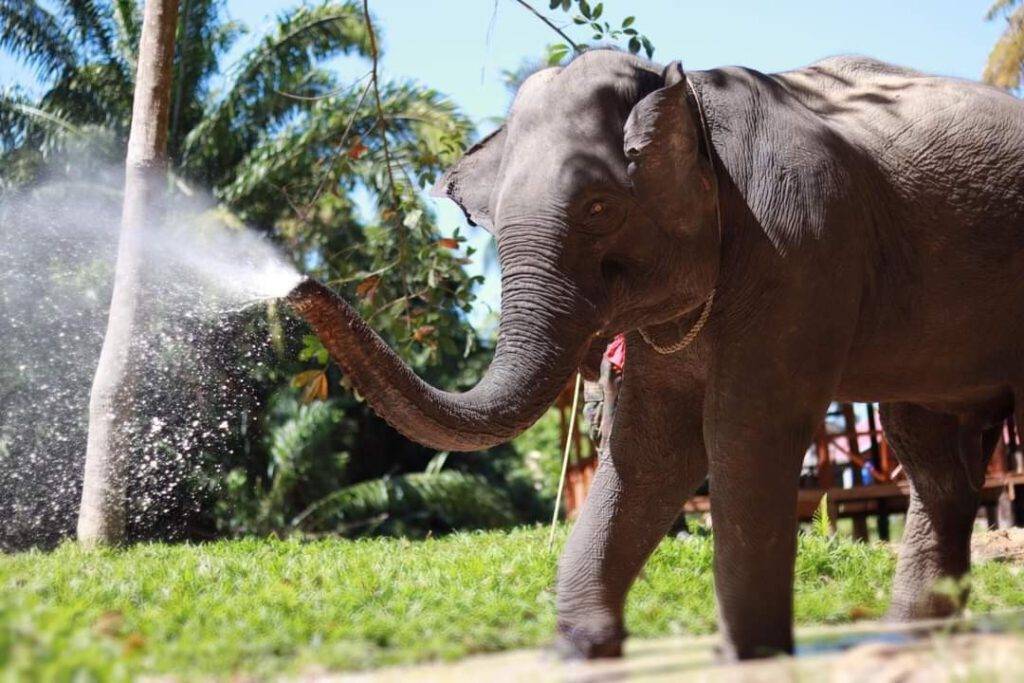 Elephant at the ethical elephant sanctuary on Koh Yao Yai