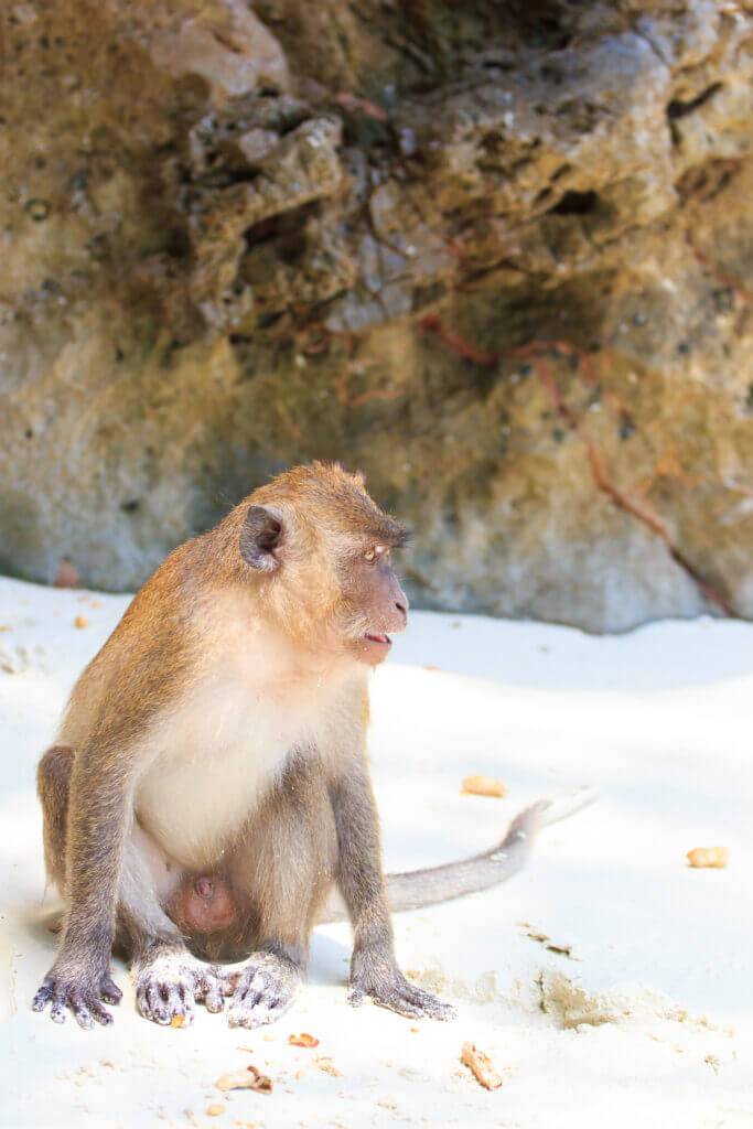 Monkey at the beach in Koh Phi Phi