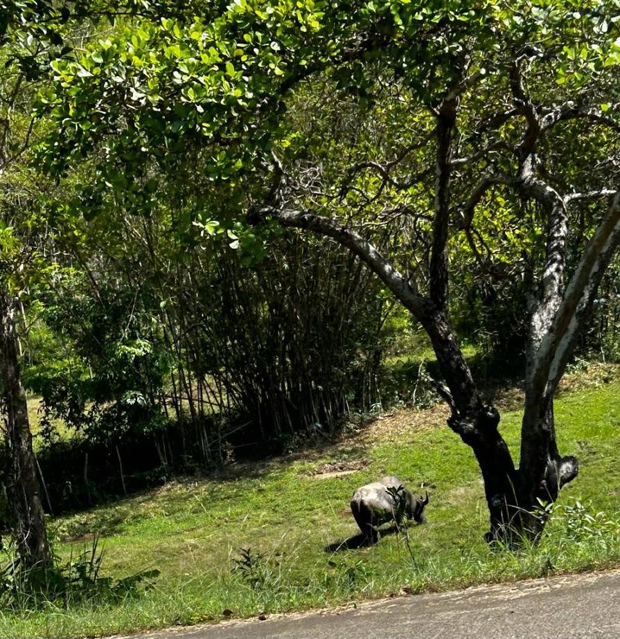 Water buffalo grazing at the edge of the jungle on Koh Yao Yai