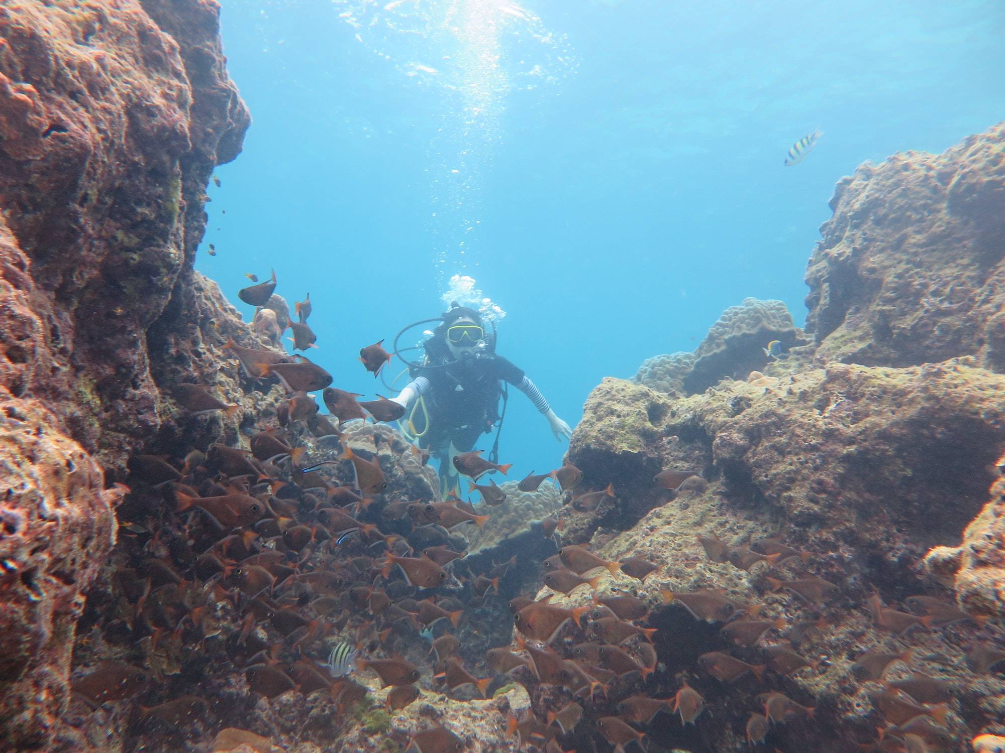 diver exploring vibrant coral reefs during our exciting Diving and Snorkeling activities at Yao Bada Badoo Boutique Resort."