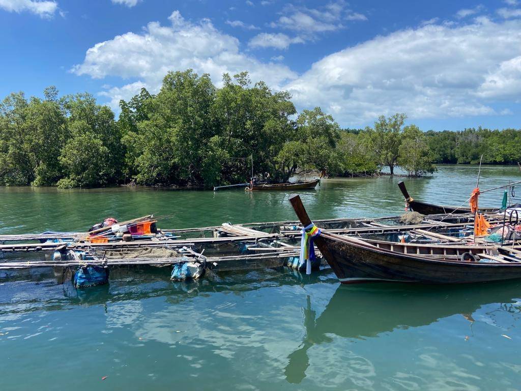 Mangroves and long-tail boats at a fishing village on Koh Yao Yai