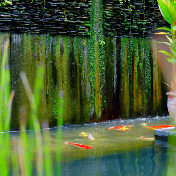 KKoi fish swimming in the pool with a fountain at the Funky Monkeyresturant at Yao Bada Badoo.